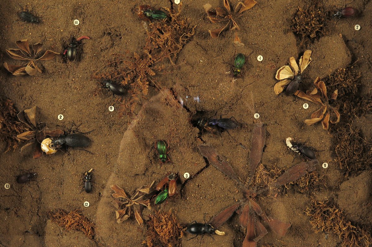 Rare Lot Of Five Old Dioramas Of Insects, Entomology Circa 1940 / Cabinet Curiosities-photo-3