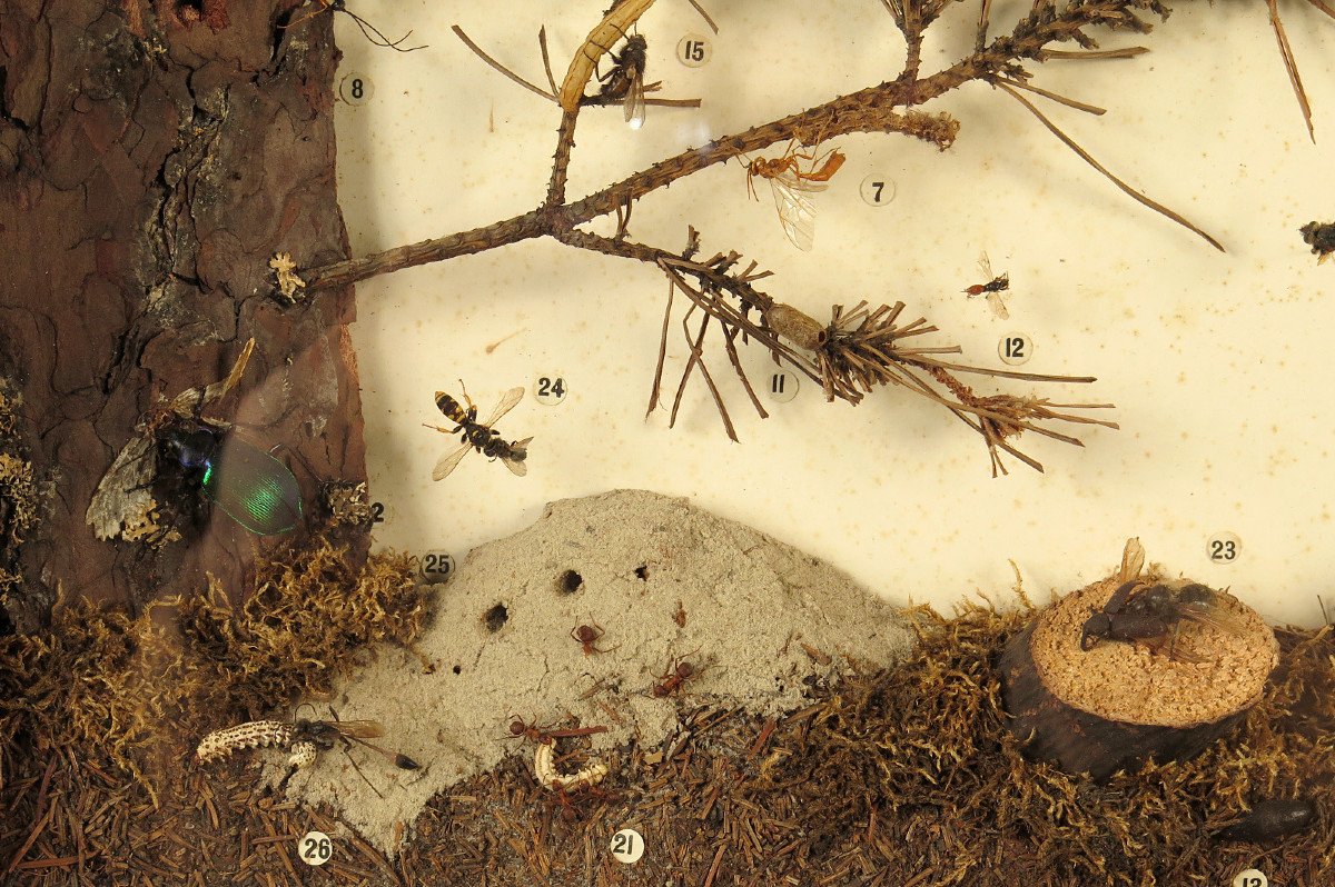 Rare Lot Of Five Old Dioramas Of Insects, Entomology Circa 1940 / Cabinet Curiosities-photo-5