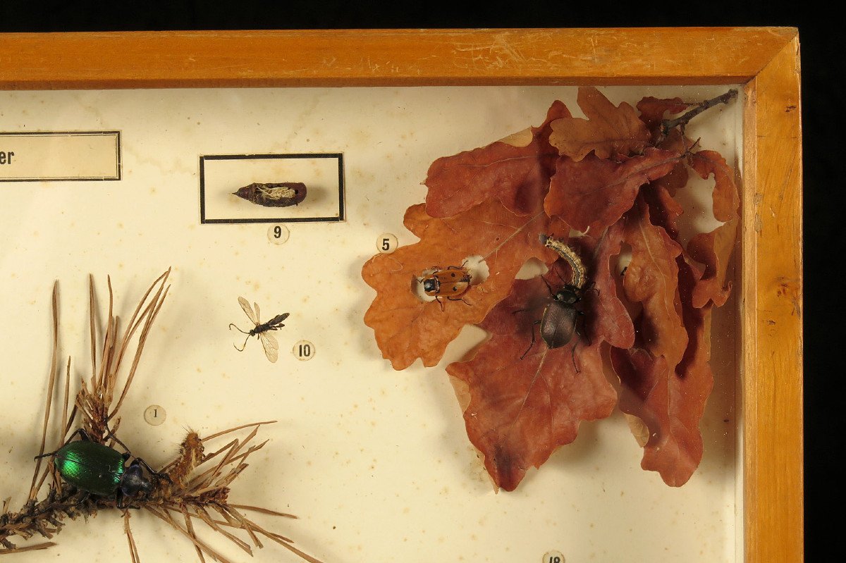 Rare Lot Of Five Old Dioramas Of Insects, Entomology Circa 1940 / Cabinet Curiosities-photo-6