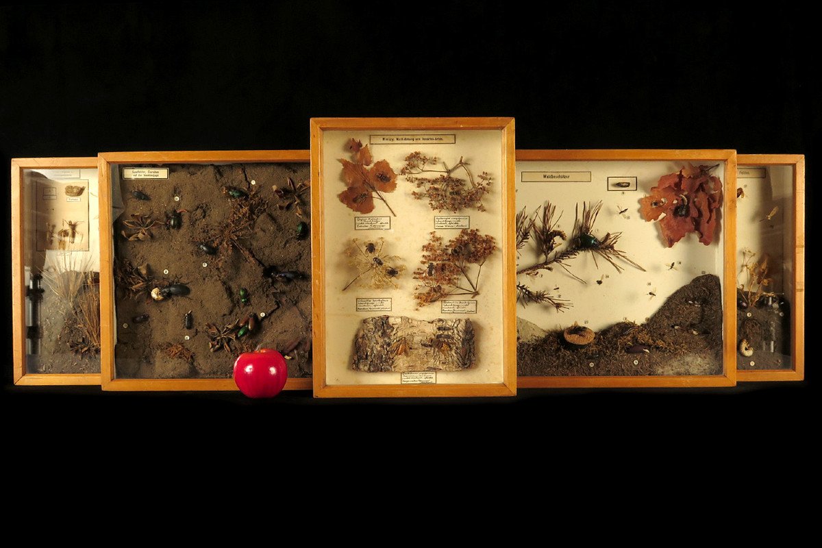 Rare Lot Of Five Old Dioramas Of Insects, Entomology Circa 1940 / Cabinet Curiosities