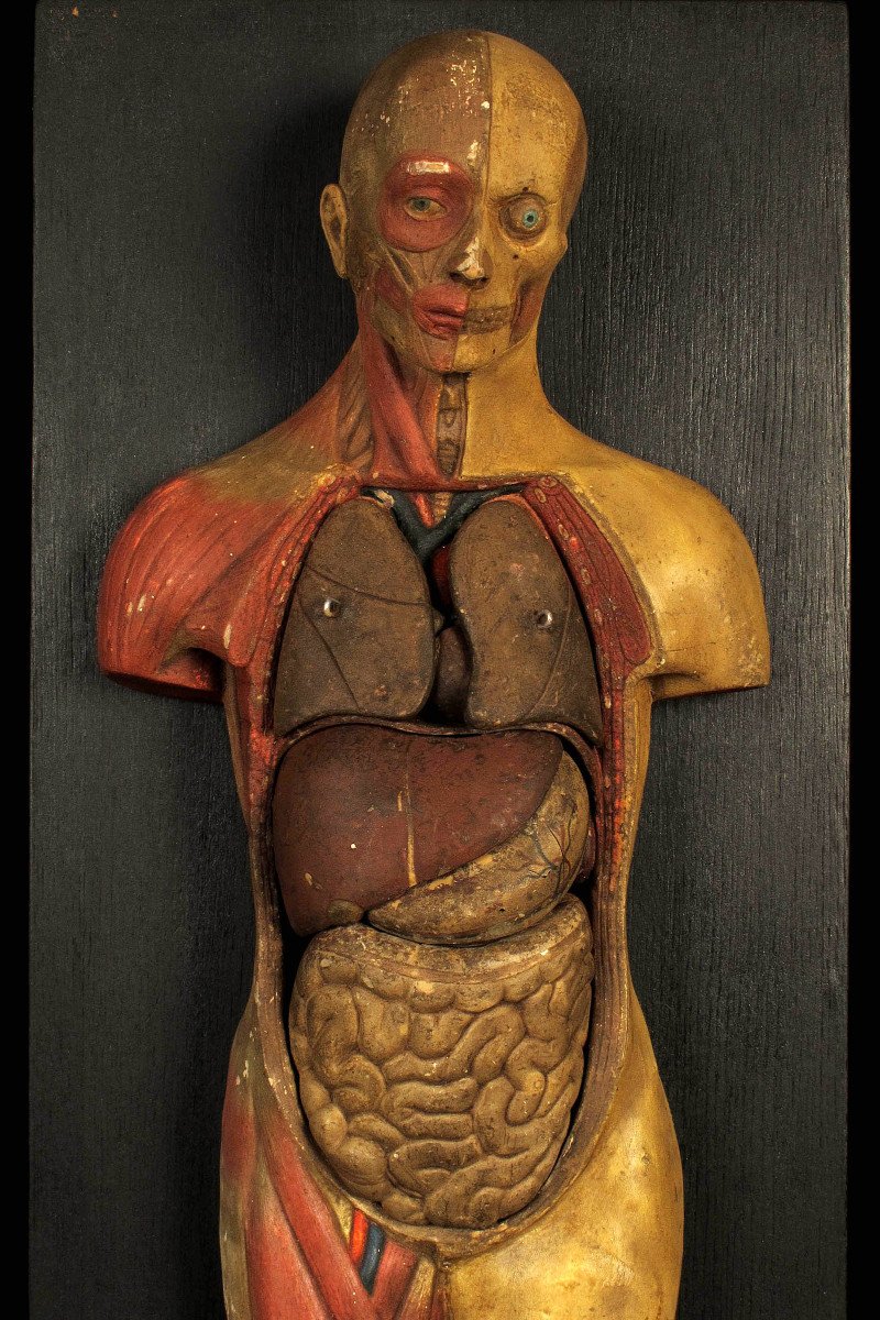 Old Small Flayed Figure From Maison Deyrolle, Circa 1930 / Cabinet Curiosités-photo-3