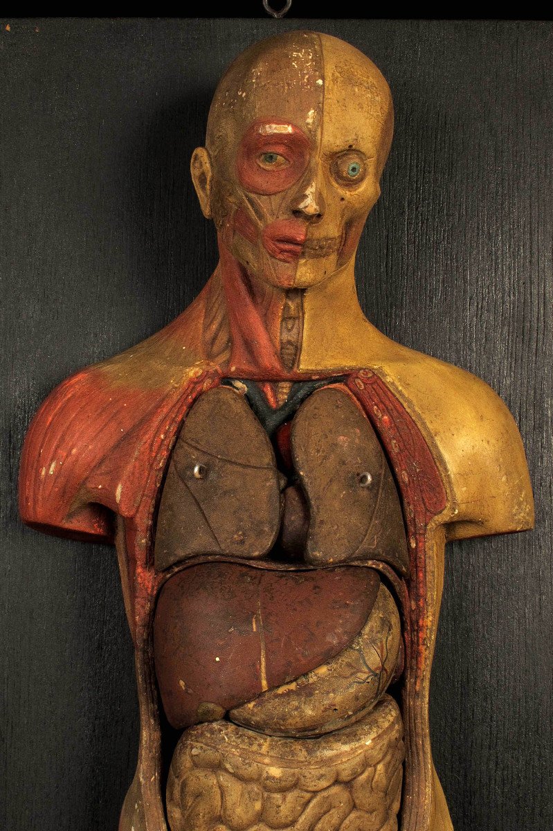 Old Small Flayed Figure From Maison Deyrolle, Circa 1930 / Cabinet Curiosités-photo-4