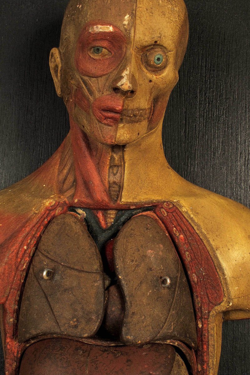 Old Small Flayed Figure From Maison Deyrolle, Circa 1930 / Cabinet Curiosités-photo-2