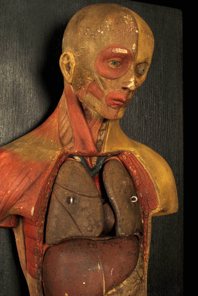 Old Small Flayed Figure From Maison Deyrolle, Circa 1930 / Cabinet Curiosités-photo-4