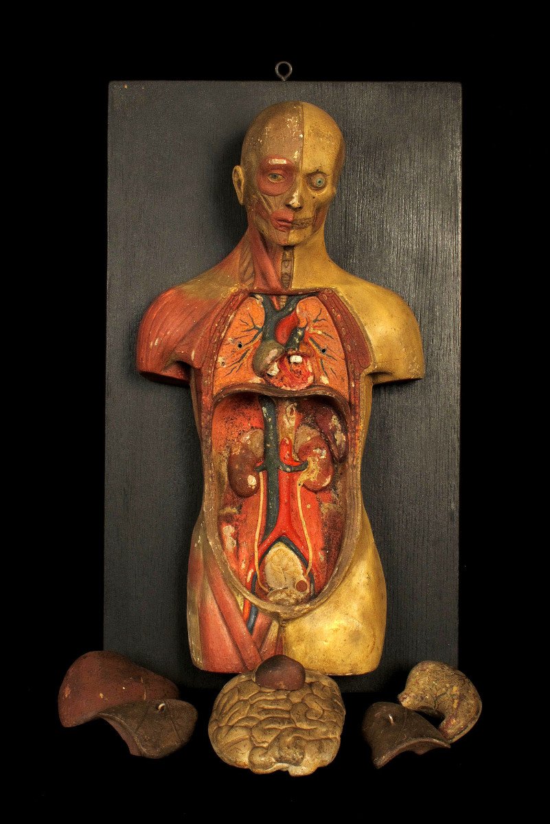 Old Small Flayed Figure From Maison Deyrolle, Circa 1930 / Cabinet Curiosités