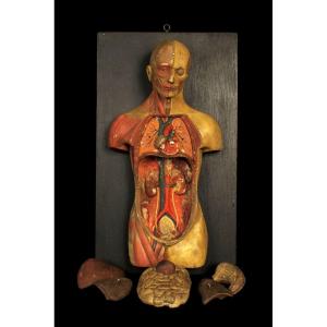 Old Small Flayed Figure From Maison Deyrolle, Circa 1930 / Cabinet Curiosités