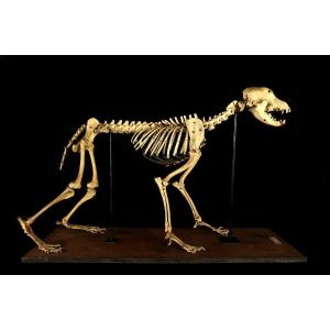 Rare And Ancient Osteological Montage, Skeleton Of A Spaniel Circa 1920 / Cabinet Curiosités