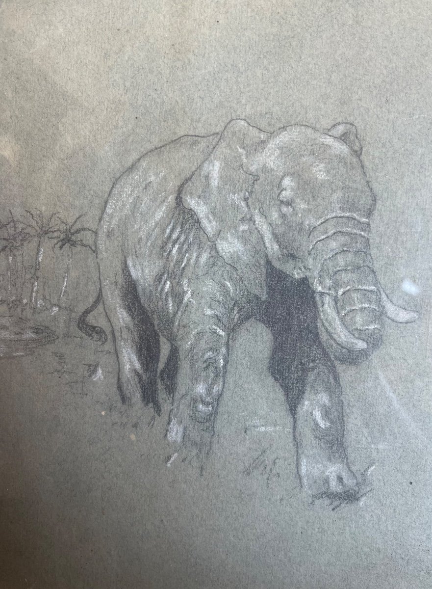 Dessin D’éléphants Luttant Contre Un Tigre XIXème Siècle -photo-1