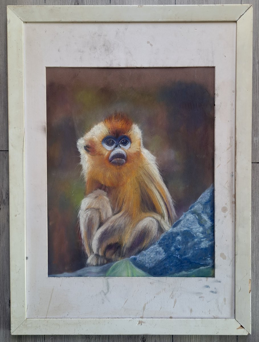 Portrait Of A Golden Monkey Rhinopithecus By A. Derenne-photo-2