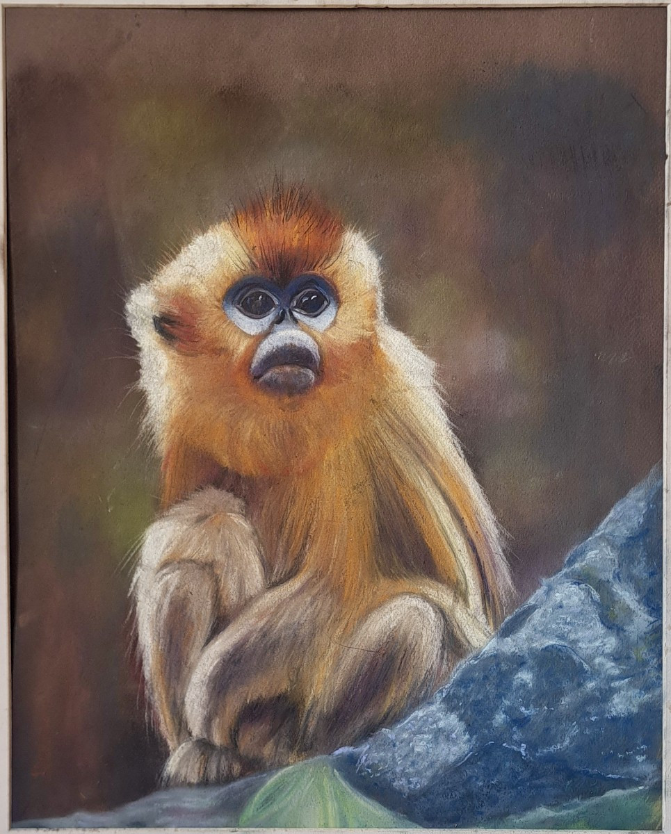 Portrait Of A Golden Monkey Rhinopithecus By A. Derenne