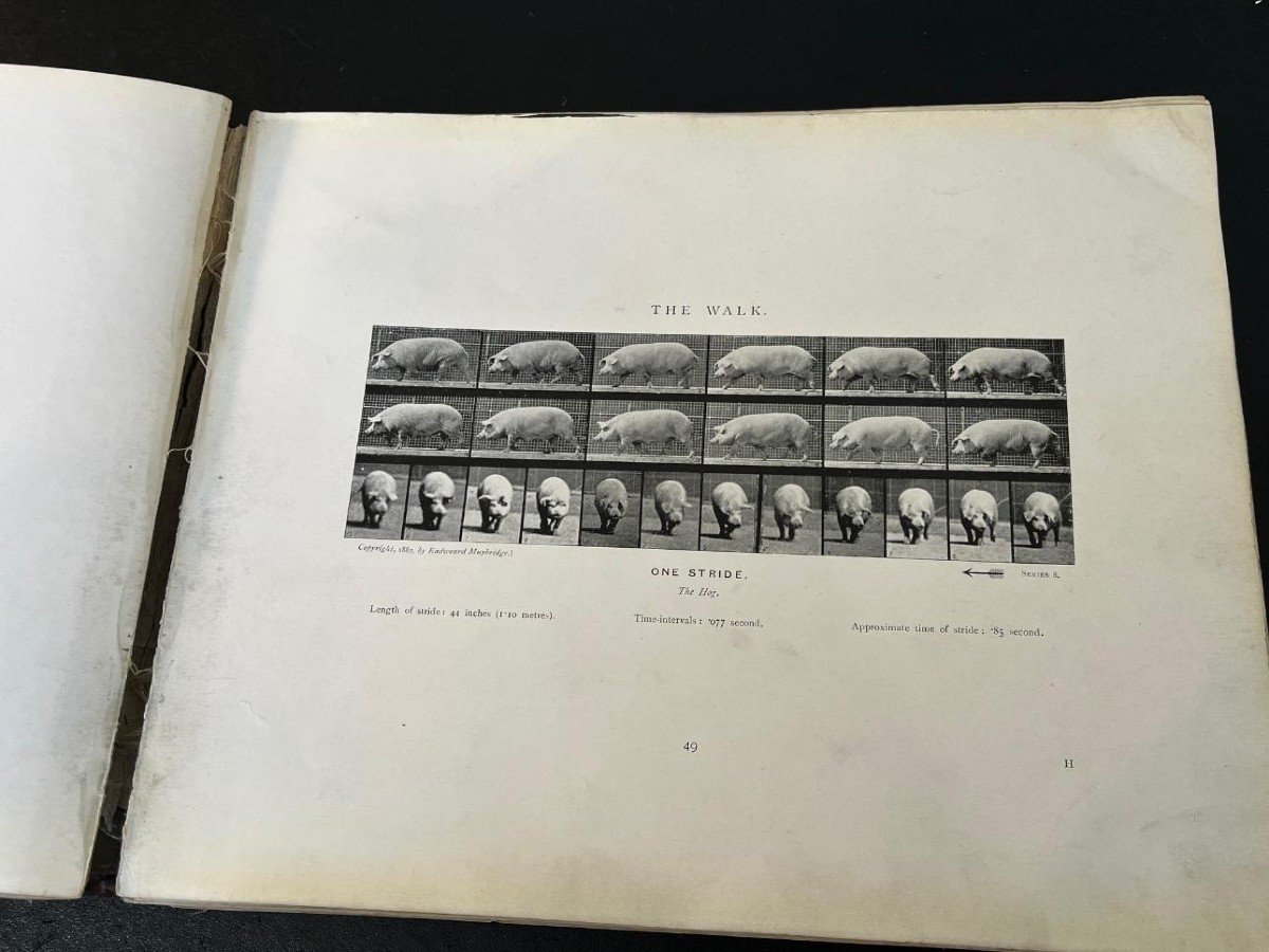 Rare Livre Animals In Motion Eadweard Muybridge 1925-photo-2