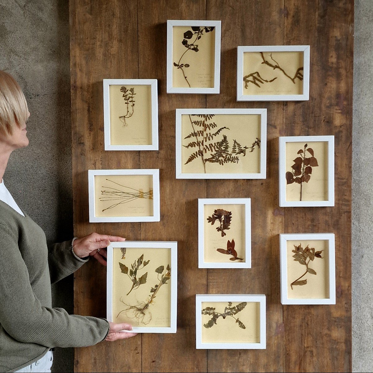 10 Framed Old Herbariums