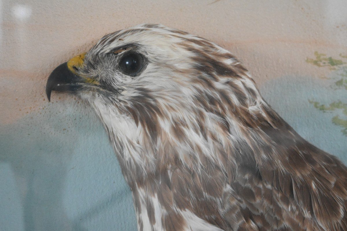 Raptor Diorama From The 1900s-photo-3