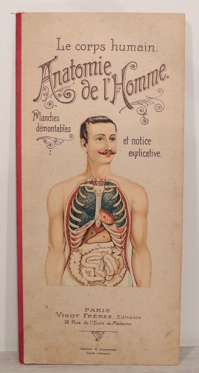 Anatomy, The Human Body Of Woman And Man, By The Vigot Brothers, Early 20th Century -photo-2