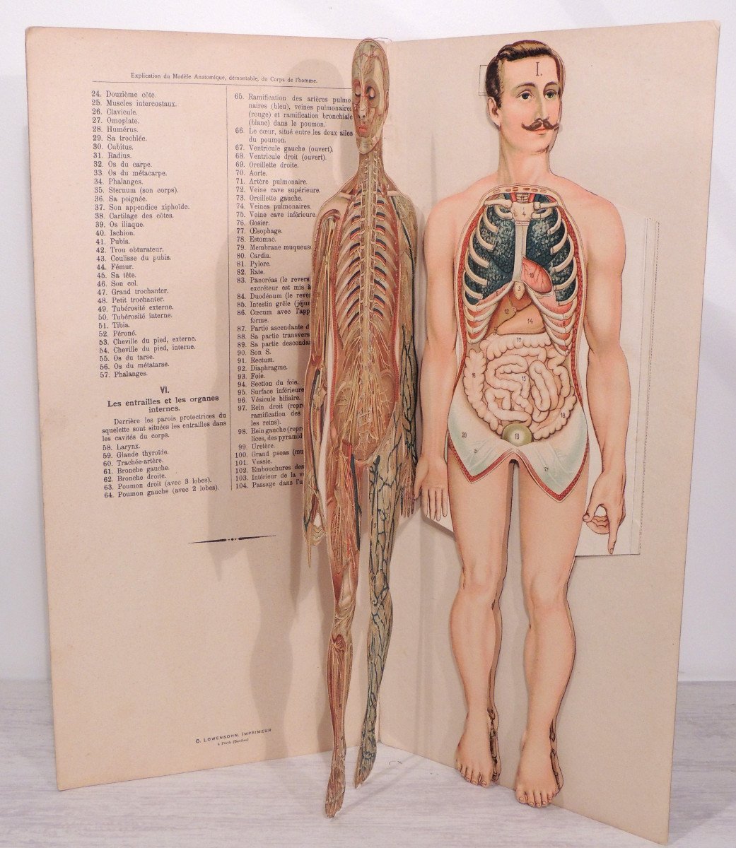 Anatomy, The Human Body Of Woman And Man, By The Vigot Brothers, Early 20th Century -photo-4