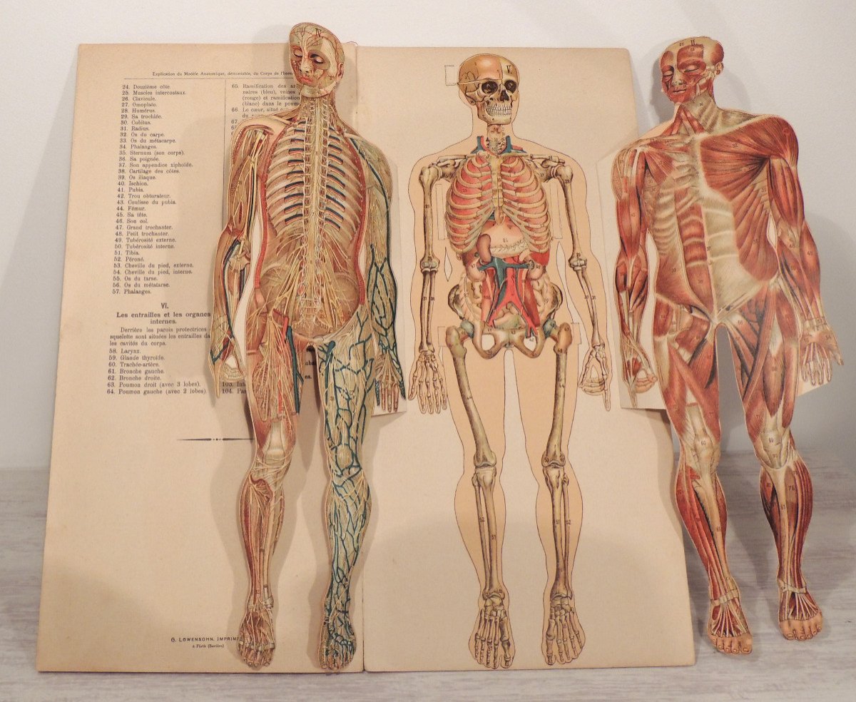 Anatomy, The Human Body Of Woman And Man, By The Vigot Brothers, Early 20th Century -photo-1