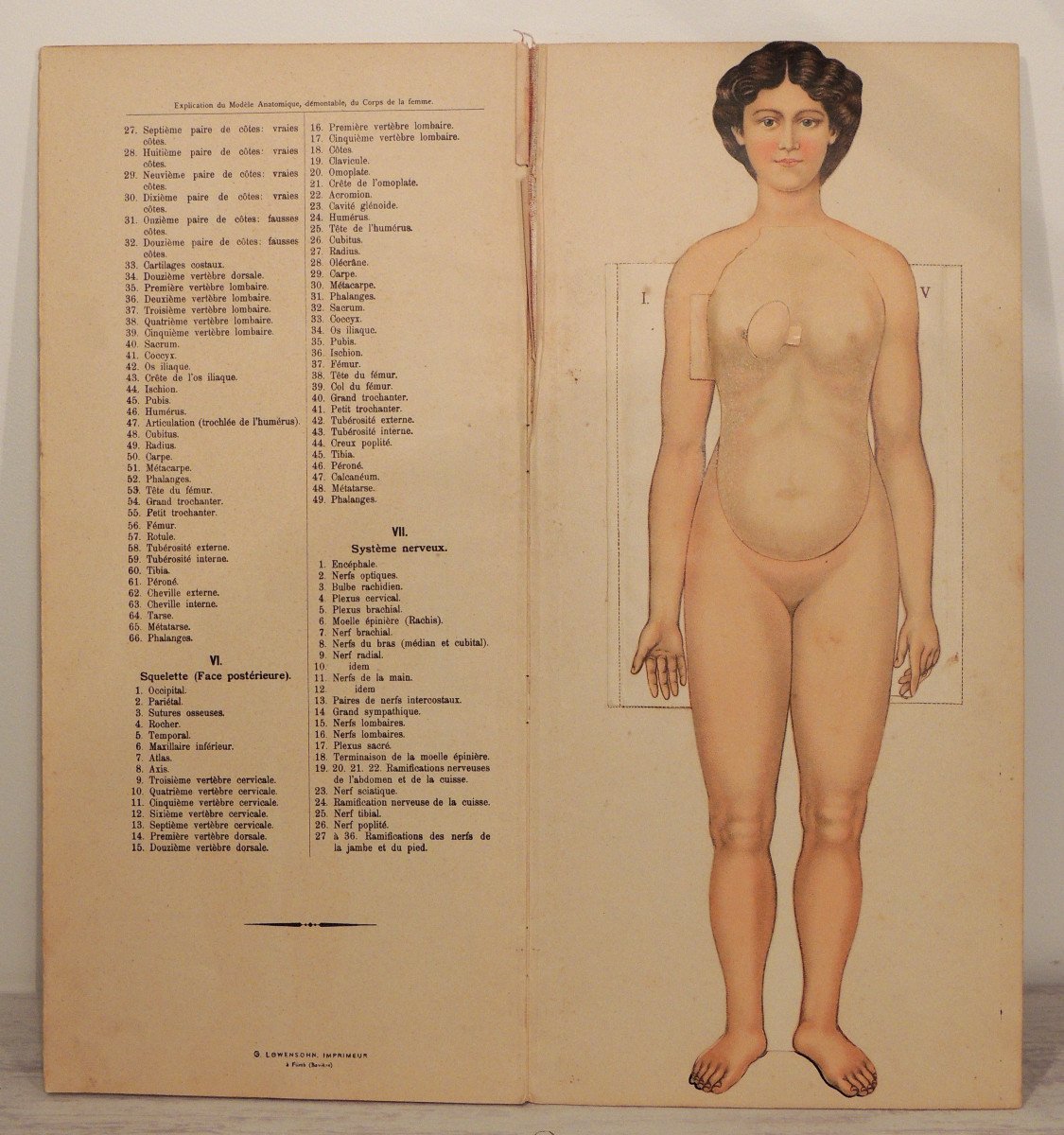 Anatomy, The Human Body Of Woman And Man, By The Vigot Brothers, Early 20th Century -photo-4