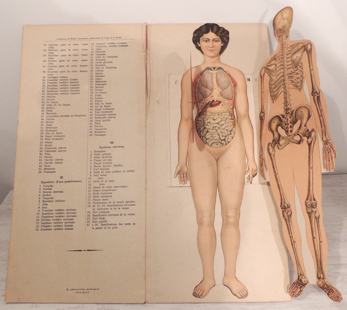 Anatomy, The Human Body Of Woman And Man, By The Vigot Brothers, Early 20th Century -photo-5