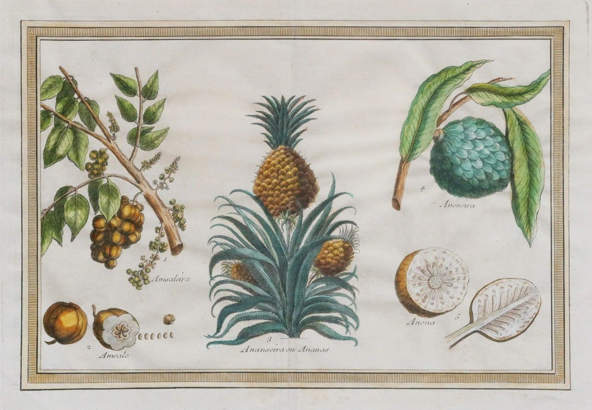 Botany – Pineapple
