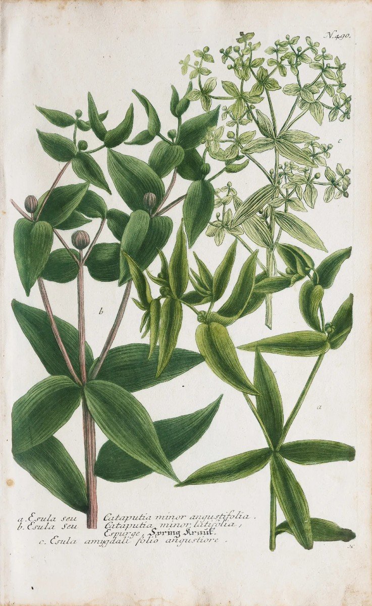 Gravure Botanique Fleurs Herbier-photo-2