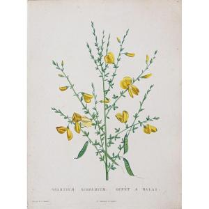 Antique Botanical Engraving Flowers