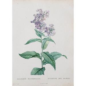 Antique Botanical Engraving Flowers