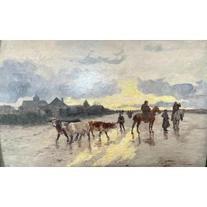 La Promenade Des Vaches Sur La Plage