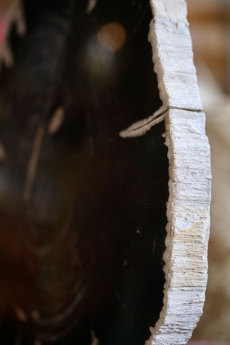 Fossilized Tree Slice-photo-2