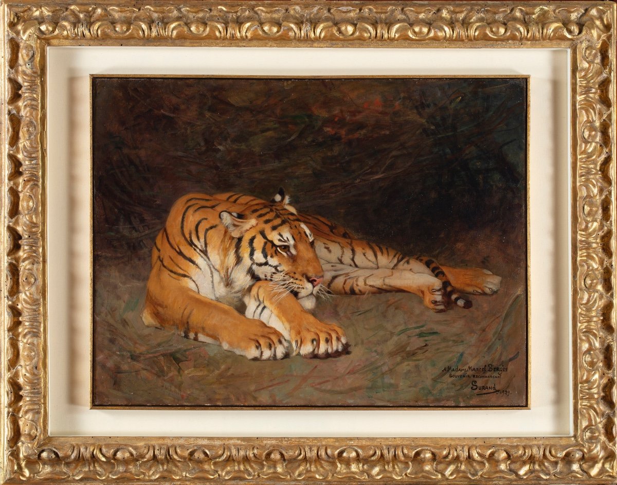 Tableau De Gustave Surand (paris 1860 - 1937) Représentant Un Tigre Au Repos