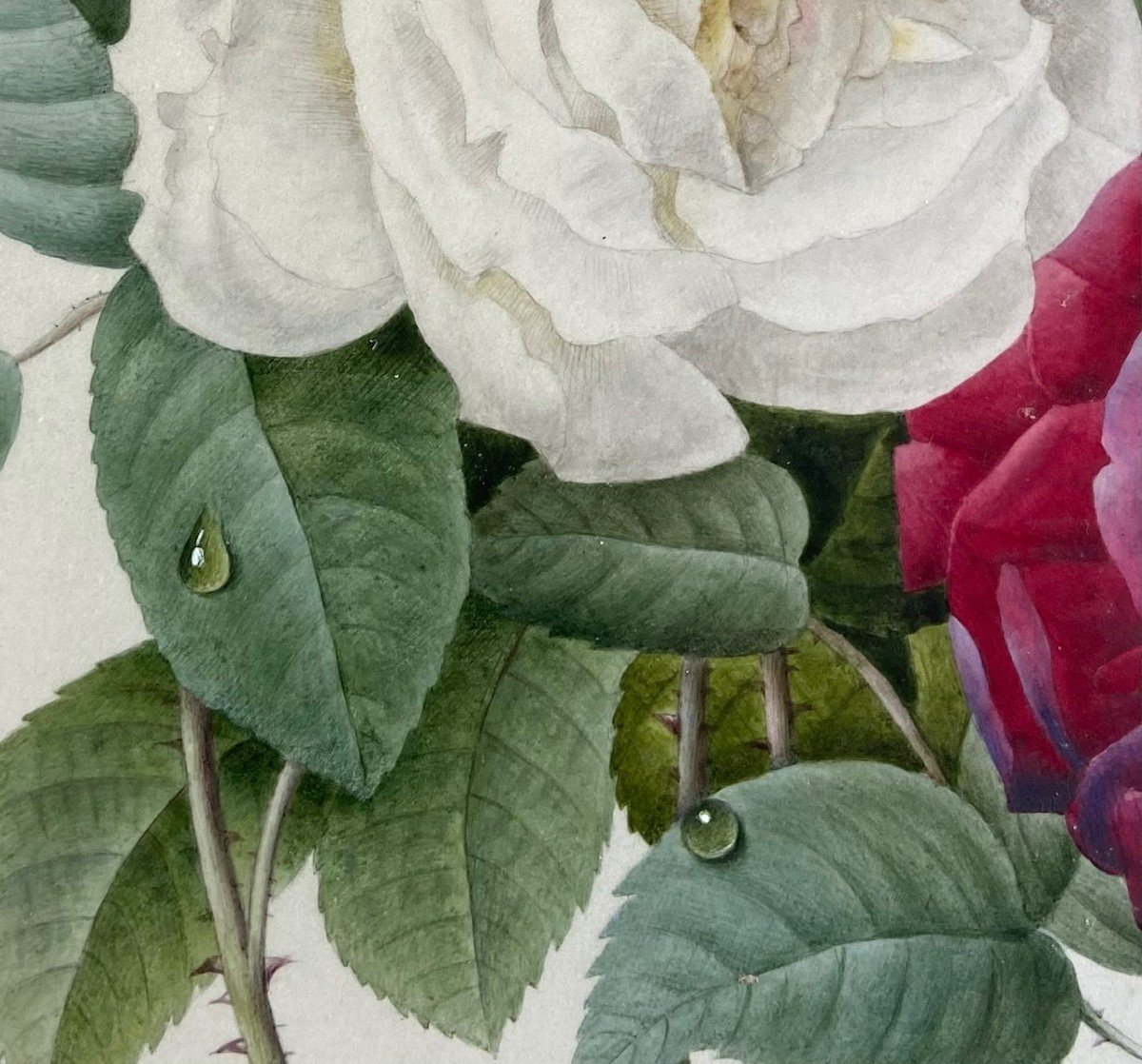 Etude De Roses, Entourage De Redouté. Signée Anna 1839-photo-1