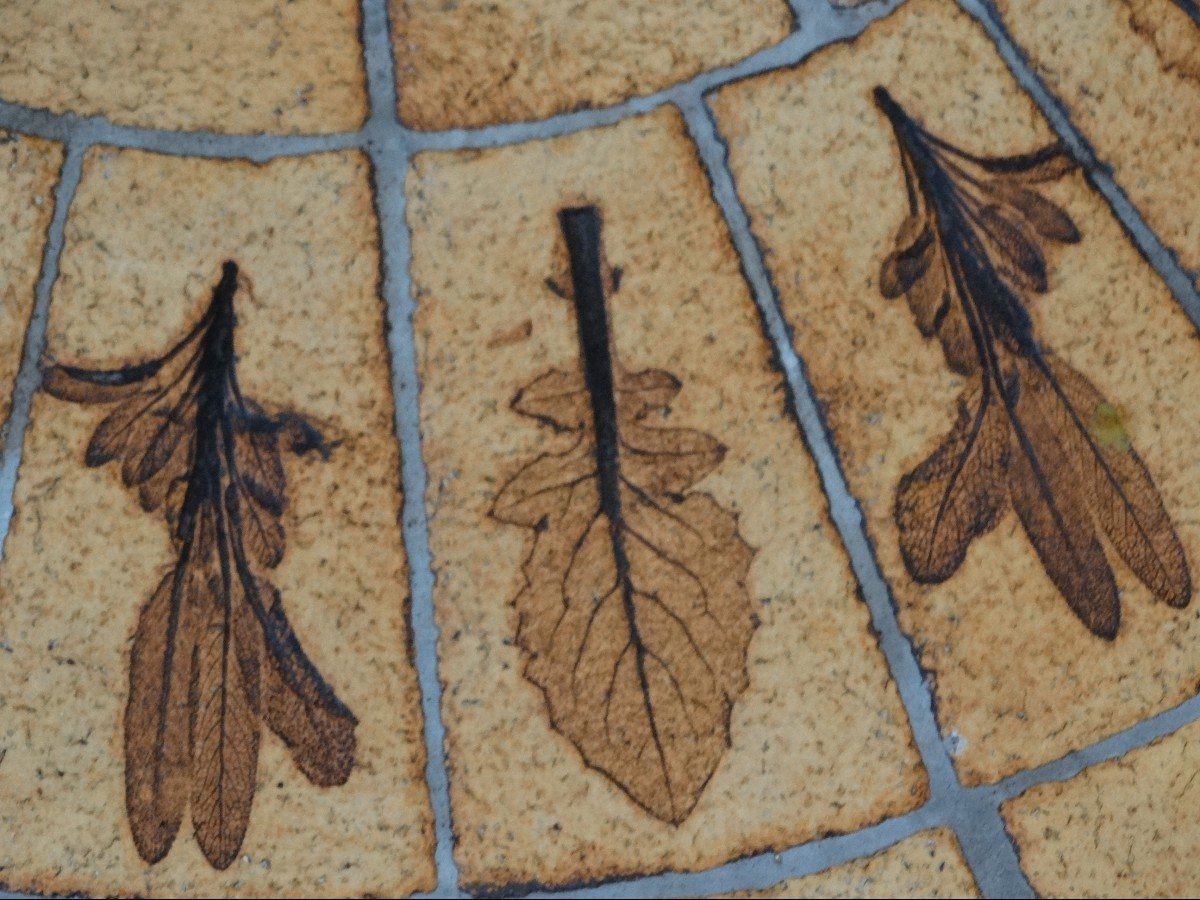 Coffee Table "herbarium" By Roger Capron-photo-4