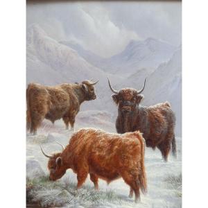 Highlands Cattles By Charles Jones