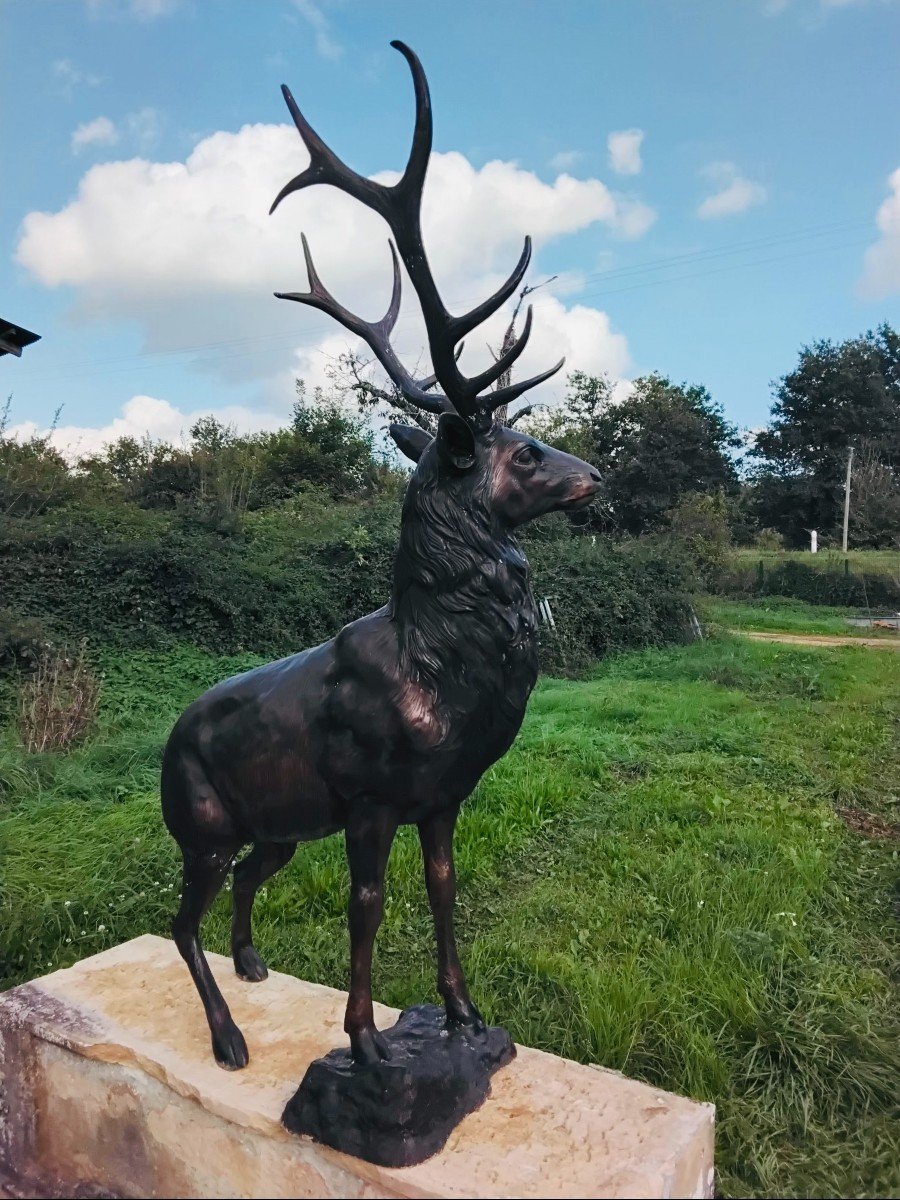 Cerf En Bronze-photo-2