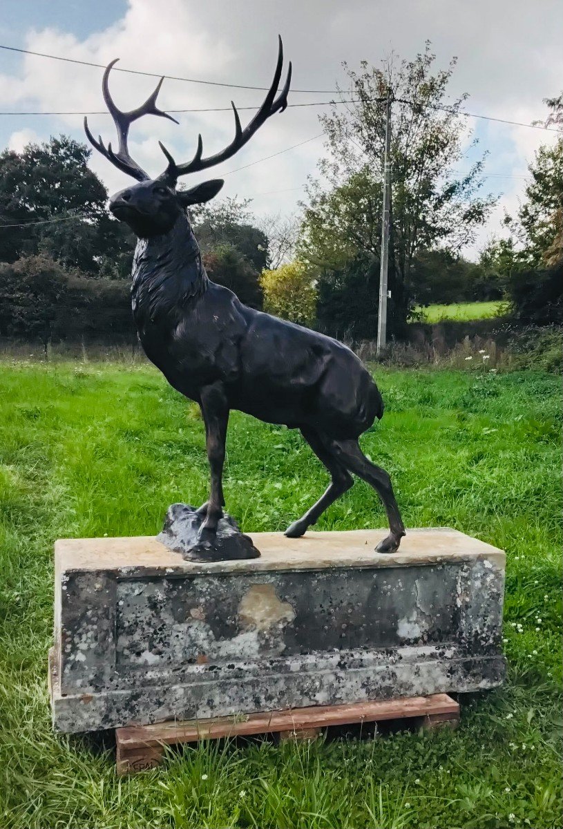 Cerf En Bronze-photo-3