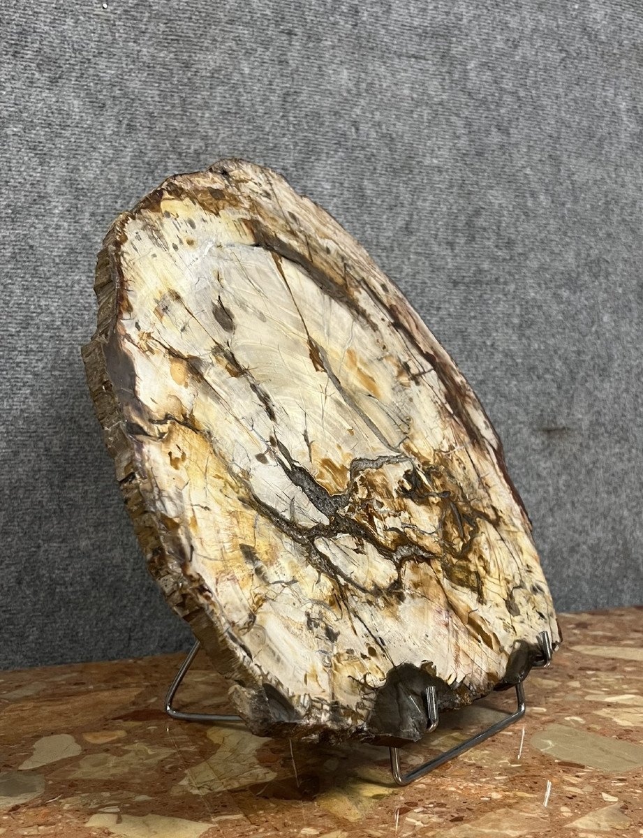 Large Ceremonial Piece In Fossilized Wood: Origin Madagascar  -photo-1