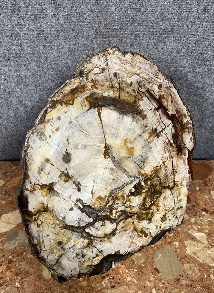 Large Ceremonial Piece In Fossilized Wood: Origin Madagascar  -photo-3