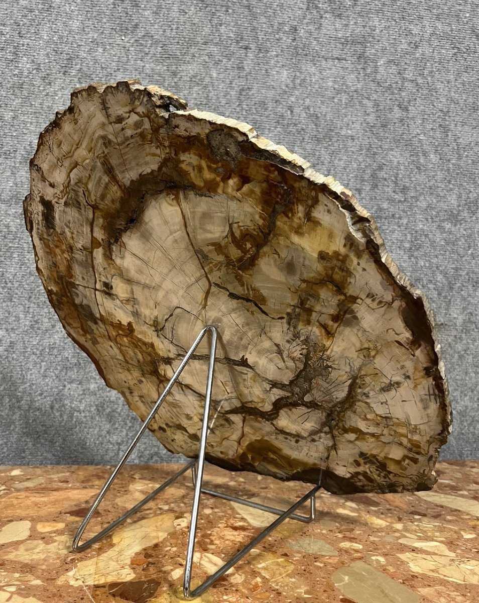 Large Ceremonial Piece In Fossilized Wood: Origin Madagascar  -photo-5