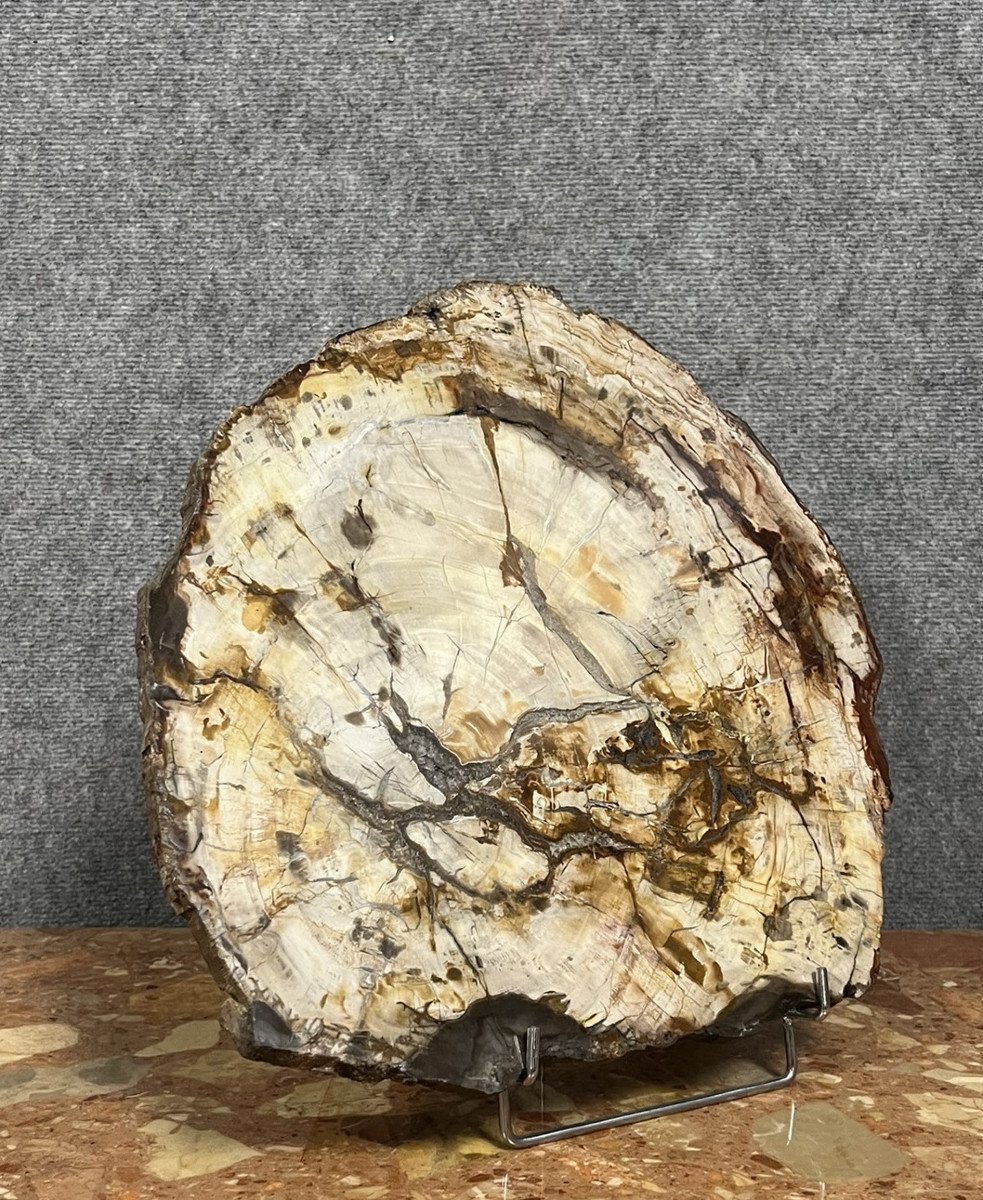 Large Ceremonial Piece In Fossilized Wood: Origin Madagascar  