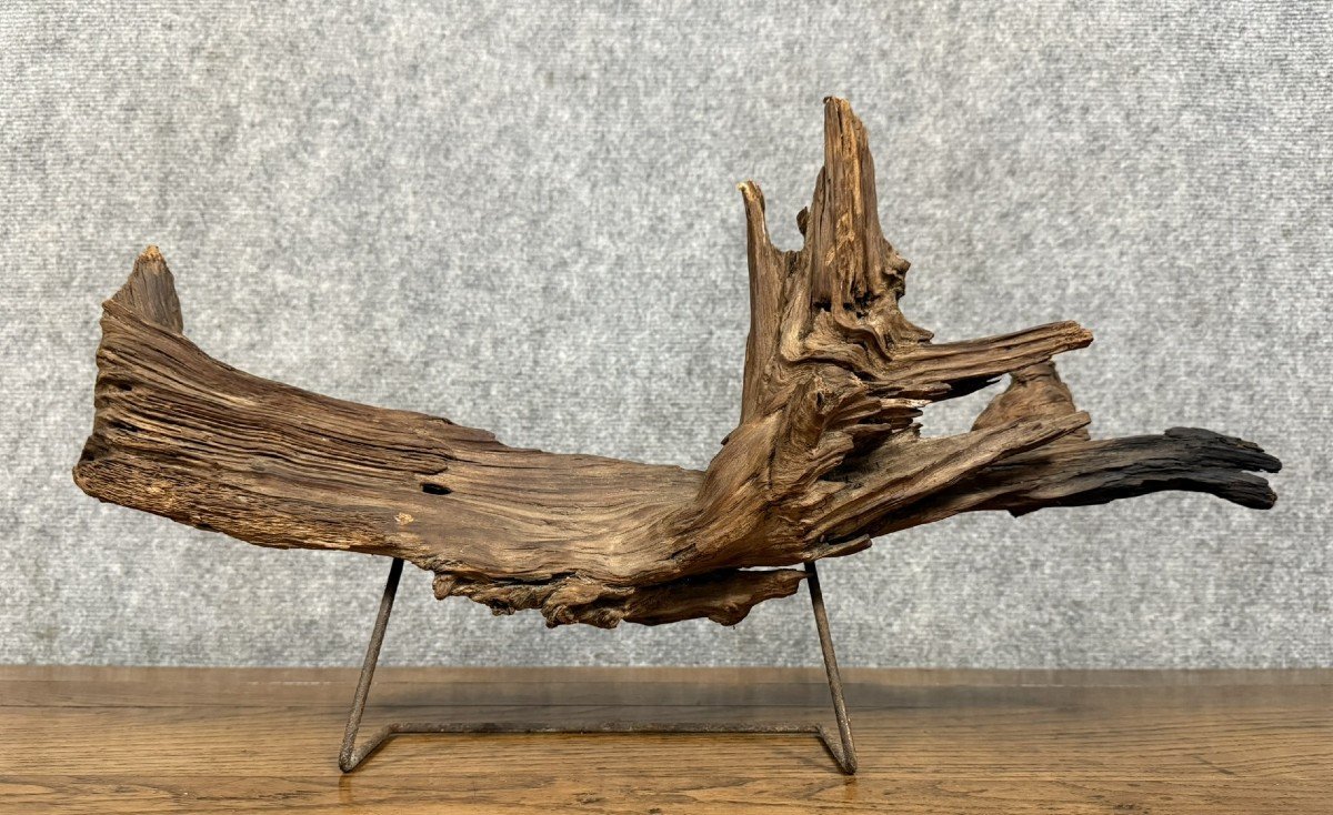 Decorative Element From The End Of The 20th Century: Large Piece Of Driftwood -photo-1