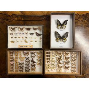  4 Glazed Entomological Boxes Including Different Species Of Exotic Butterflies (b)  