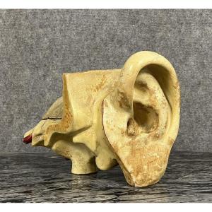 Rare Anatomical Ear And Dismountable Hearing System For Medical Students