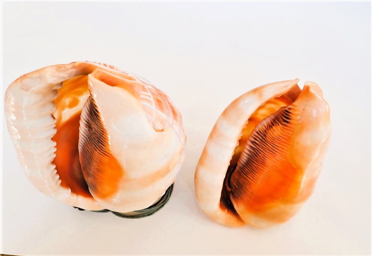 Set Of 2 Seashells Engraved Lamps-photo-4