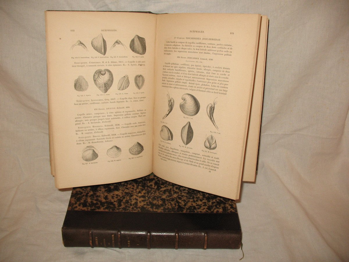 Manuel de conchyliologie de J.C. Chenu en 2 tomes complets de 1859 avec planches de coquillages-photo-2