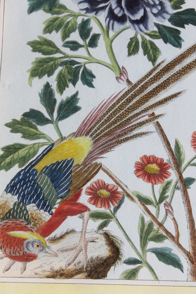 Golden Pheasant And Ring-necked Pheasant Watercolored Engravings 18th Century Natural History Birds-photo-4