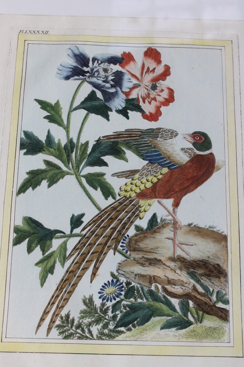 Golden Pheasant And Ring-necked Pheasant Watercolored Engravings 18th Century Natural History Birds-photo-2