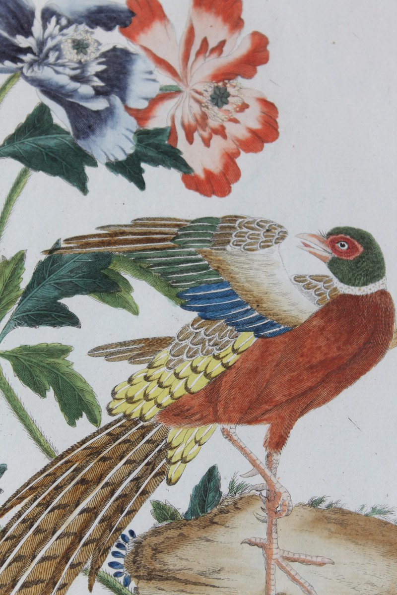 Golden Pheasant And Ring-necked Pheasant Watercolored Engravings 18th Century Natural History Birds-photo-3