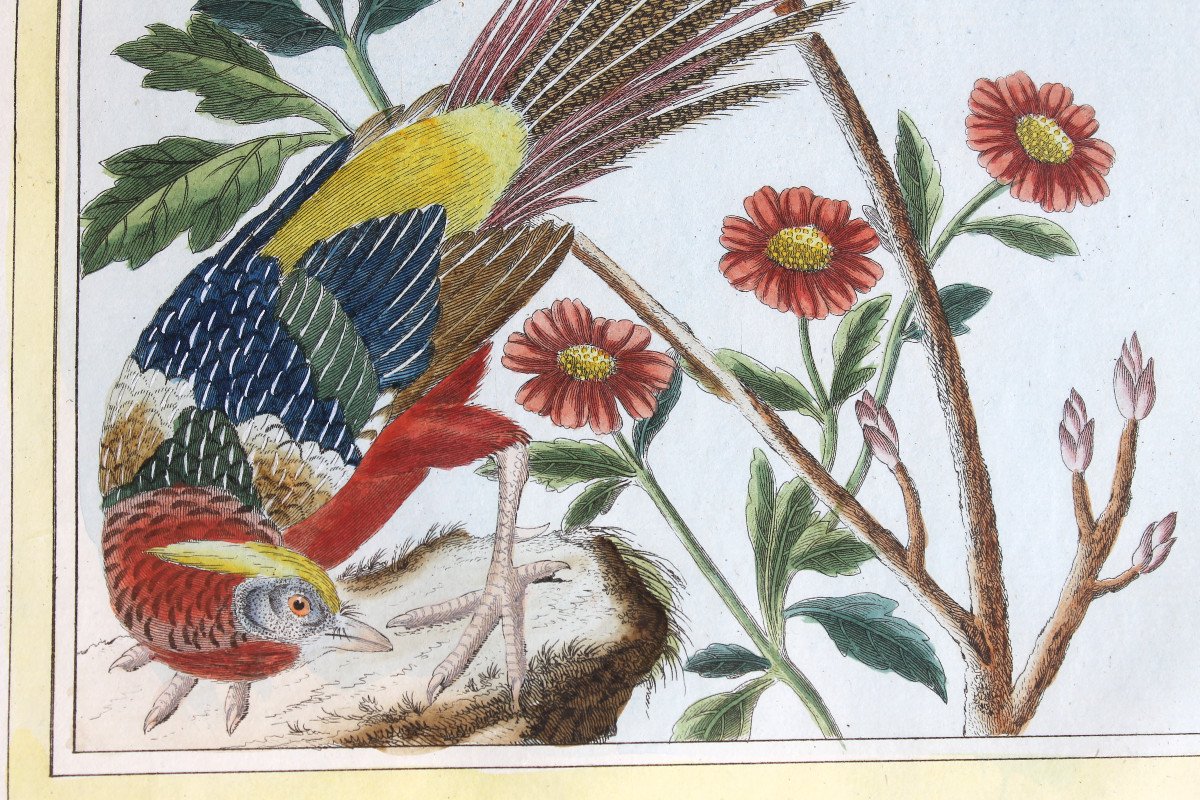 Golden Pheasant And Ring-necked Pheasant Watercolored Engravings 18th Century Natural History Birds-photo-5