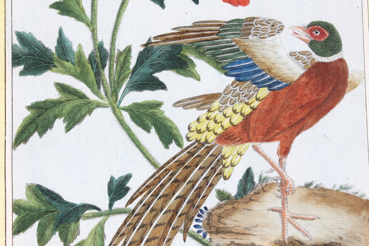 Golden Pheasant And Ring-necked Pheasant Watercolored Engravings 18th Century Natural History Birds-photo-6