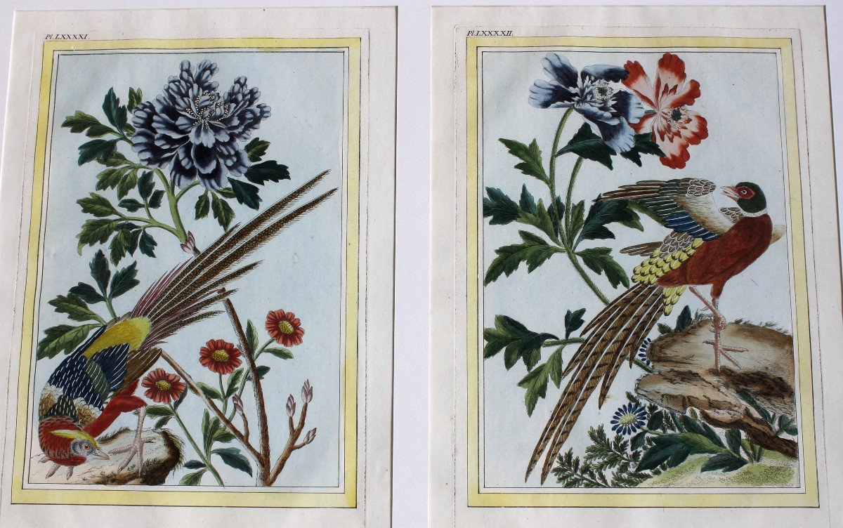 Golden Pheasant And Ring-necked Pheasant Watercolored Engravings 18th Century Natural History Birds