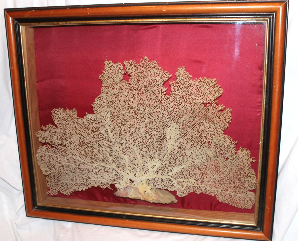 Large Framed Sea Gorgonian For Cabinet Of Curiosities Paramuricea Clavata Coral-photo-2